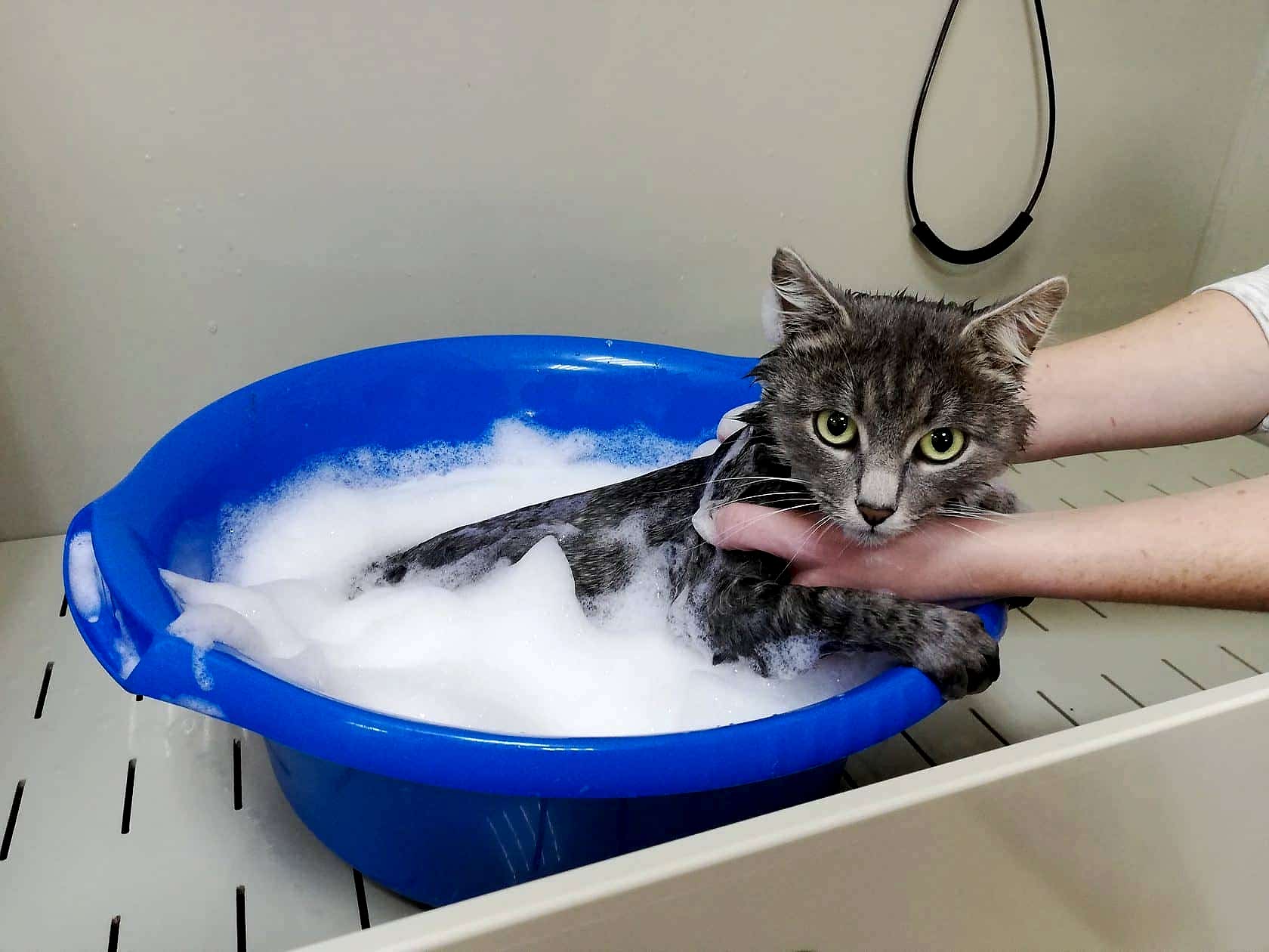 Купание кошки - необходимость или излишество? Разбираем мифы и даем полезные советы