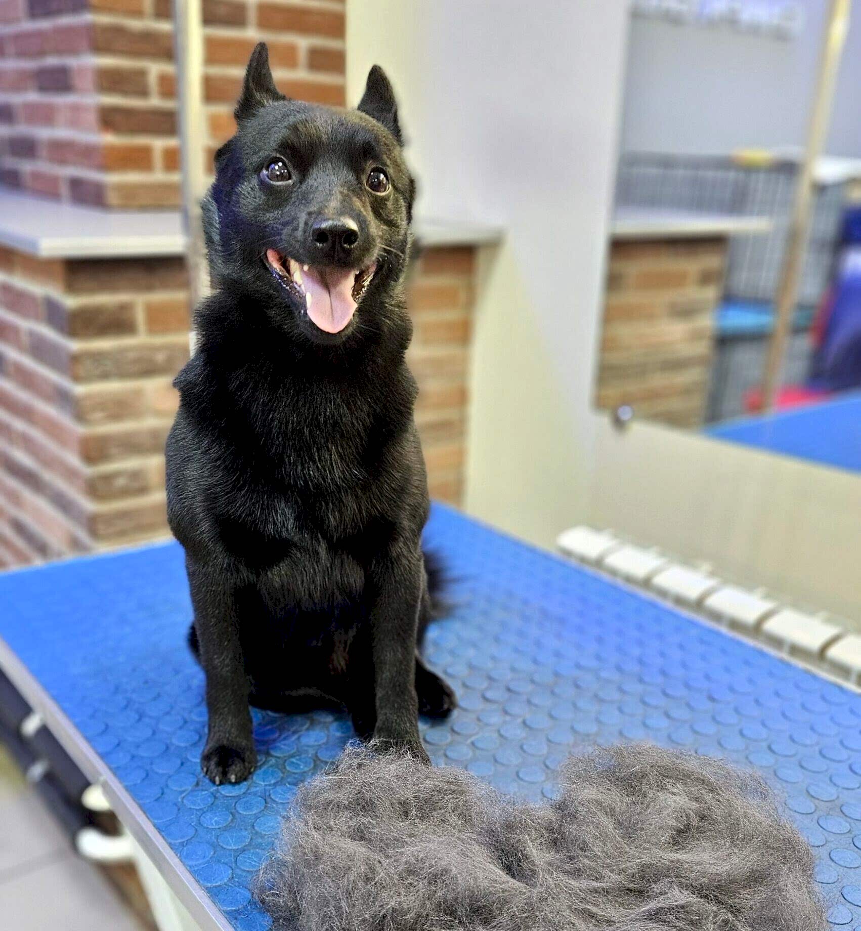 Какие породы собак требуют регулярной экспресс-линьки