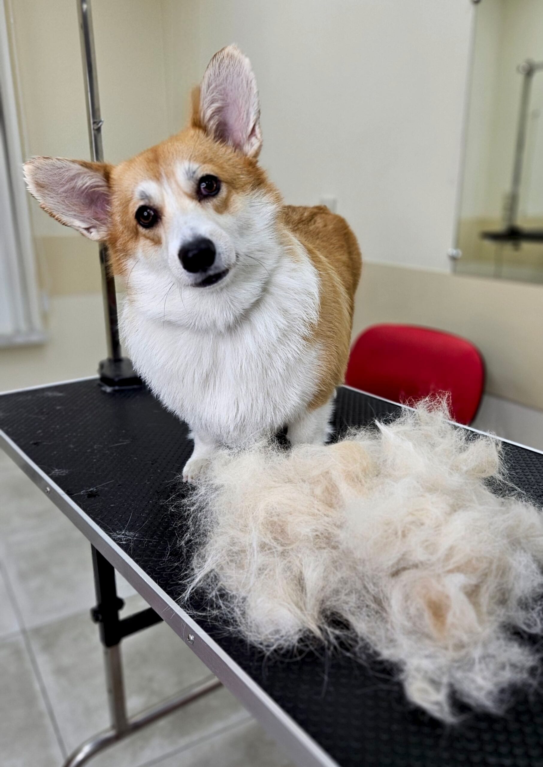 Экспресс-линька собак с двойным подшёрстком: важные особенности процедуры
